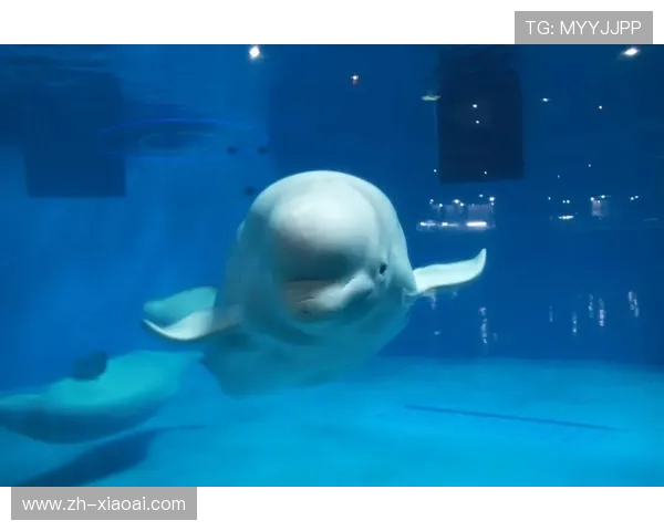 男子海洋馆内抽烟被白鲸喷水精准浇灭,意外警示公共场所规范